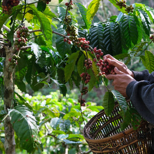 Organic Coffee