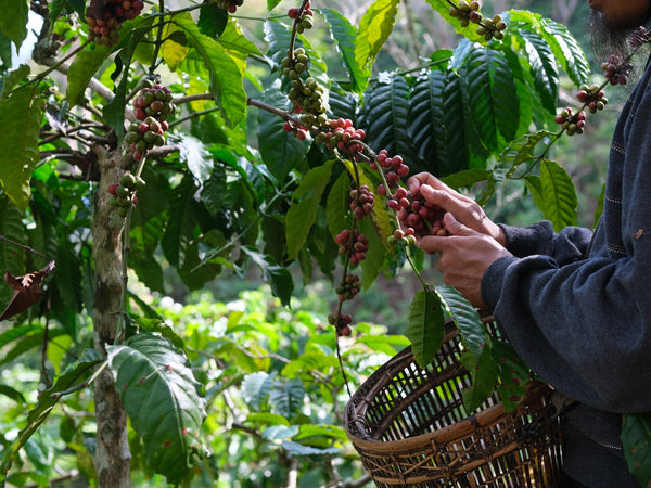 Organic Coffee
